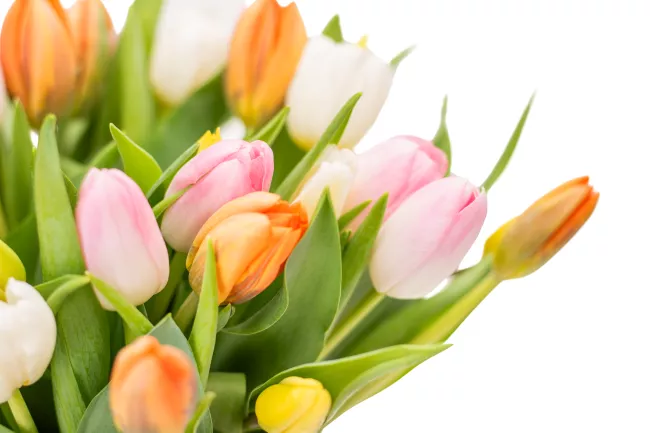 Bouquet of tulips